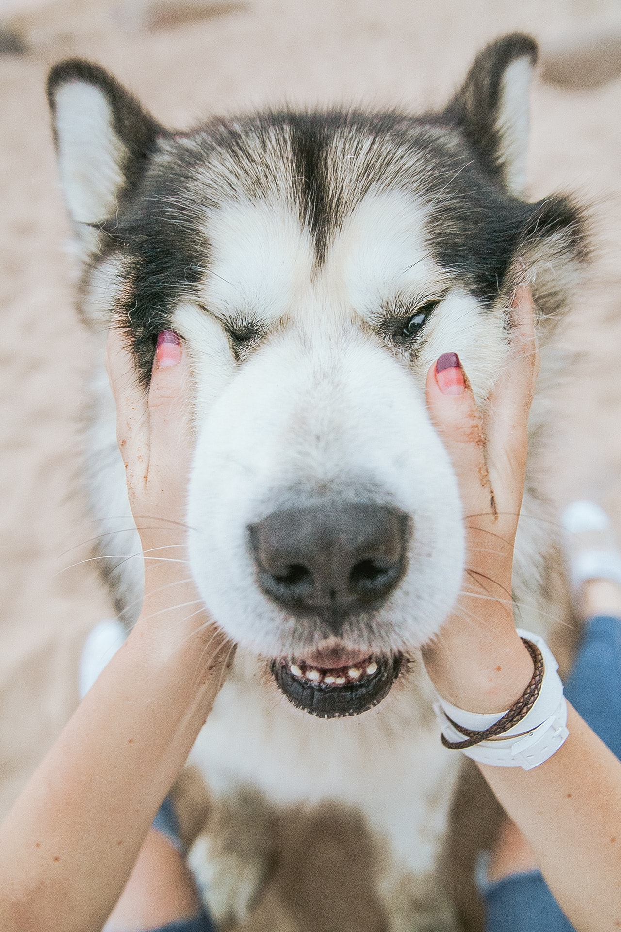 why do huskies bite