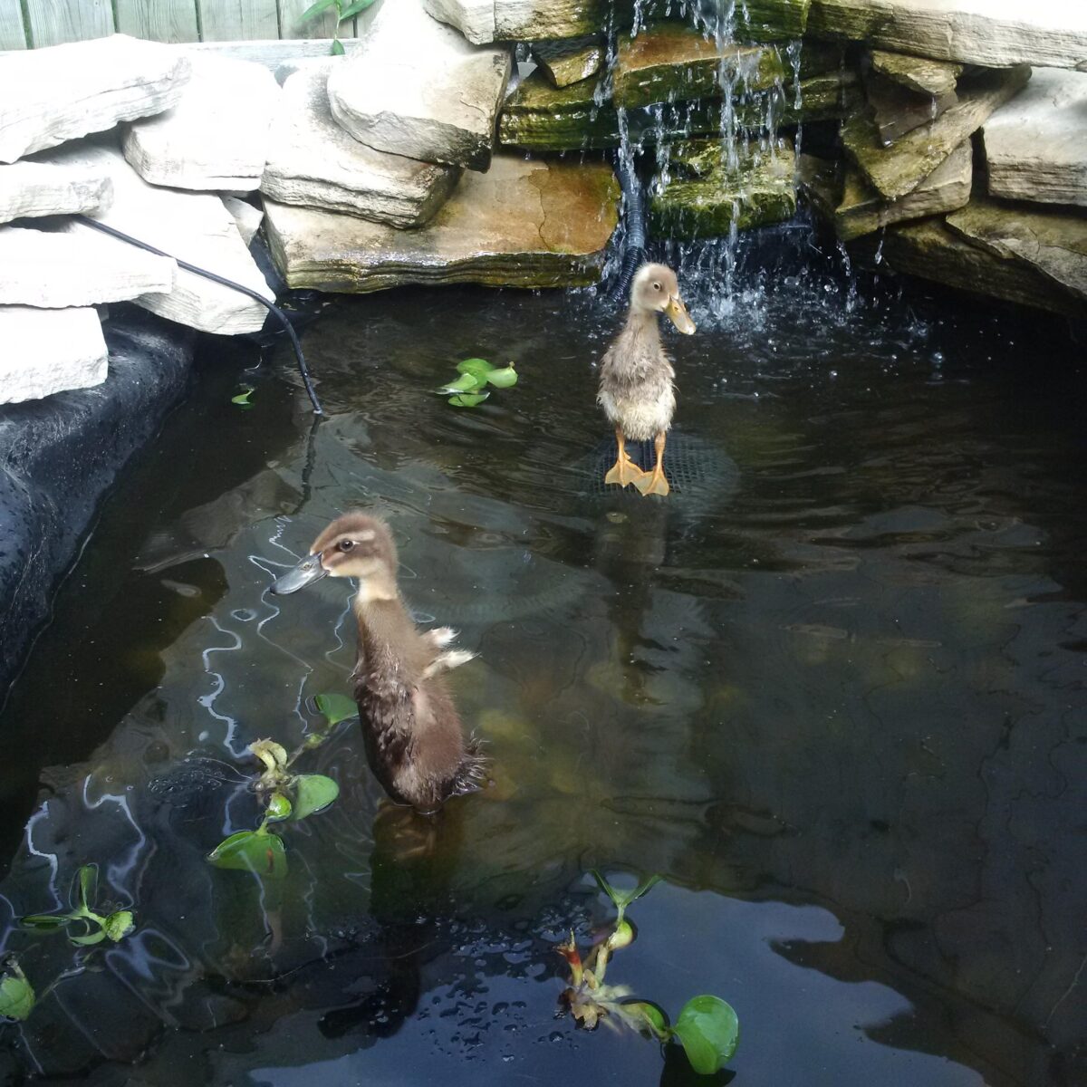 Get your ducks in a row What you need to know before bringing home ducks Ontario SPCA and