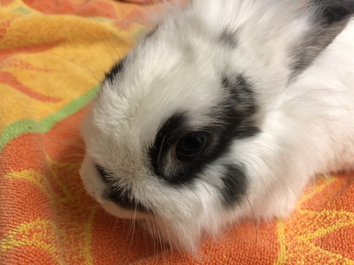 Help give these rabbits a second chance Ontario SPCA and Humane Society