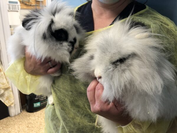 How to Identify Orphaned Rabbits - Ontario SPCA and Humane Society