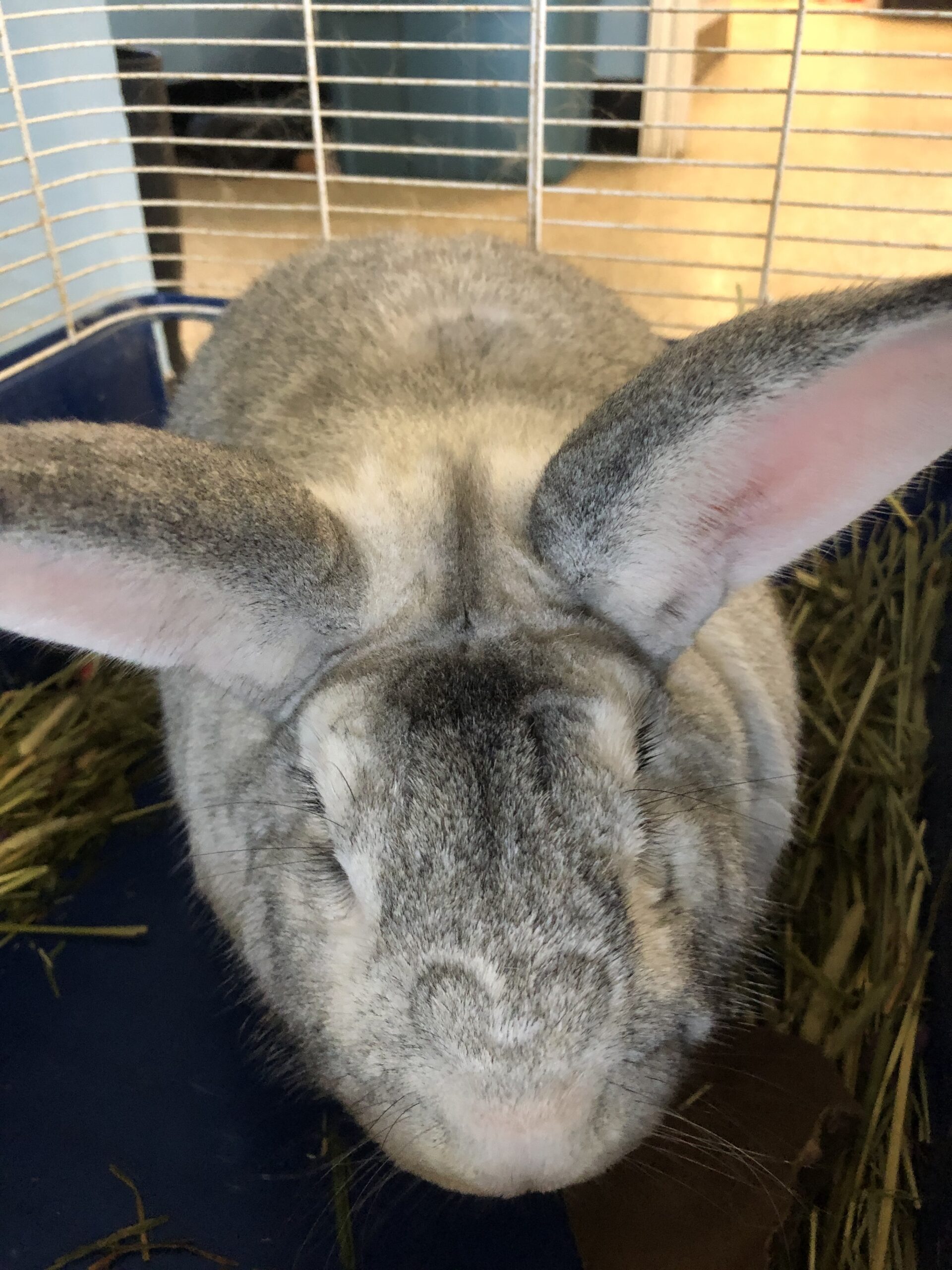 Help give these rabbits a second chance Ontario SPCA and Humane Society