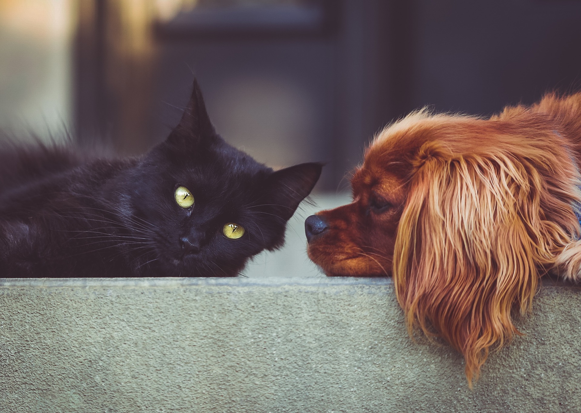 Cats and Dogs Cohabitation