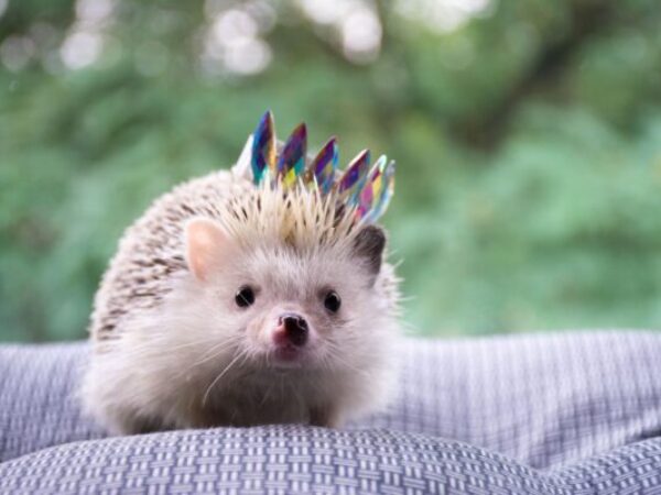 socialization, small animals, hedgehog
