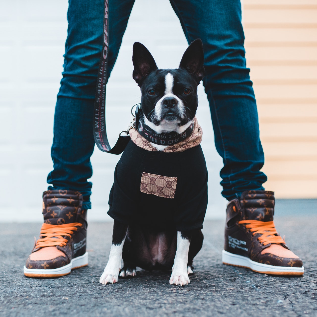 Boston terrier 2024 leash training