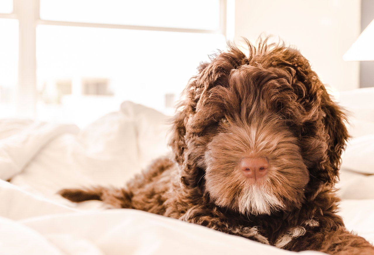 Crate training outlet cockapoo puppy