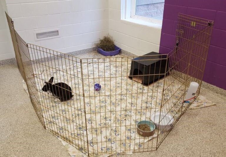 Rabbit adoption tips Ontario SPCA and Humane Society