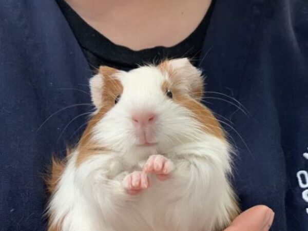 guinea pig