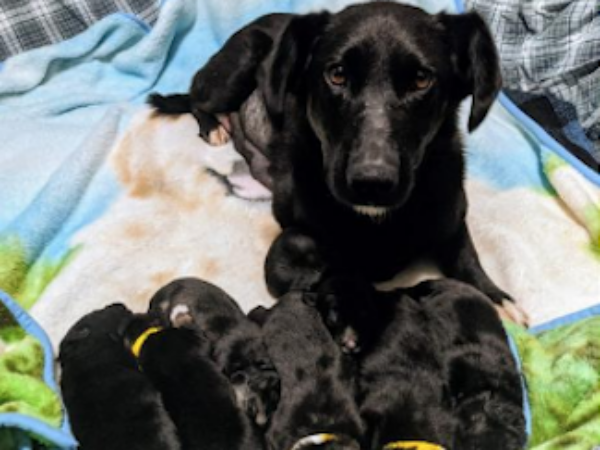 Lovely and her puppies