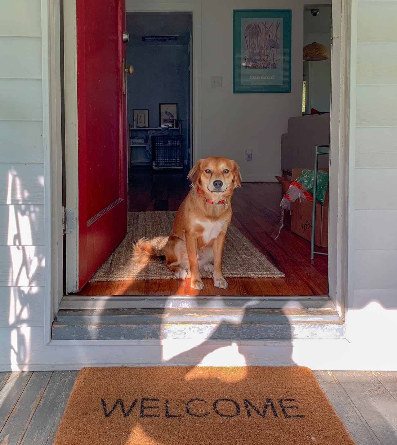 Getting dog used to best sale new home