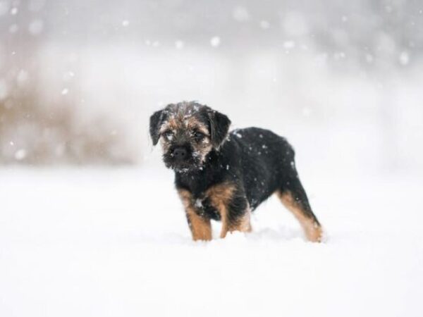 cold weather safety, pet tips, winter