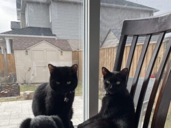 Black cats in home