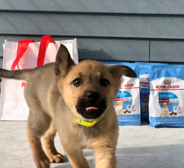 Puppy with tongue sticking out