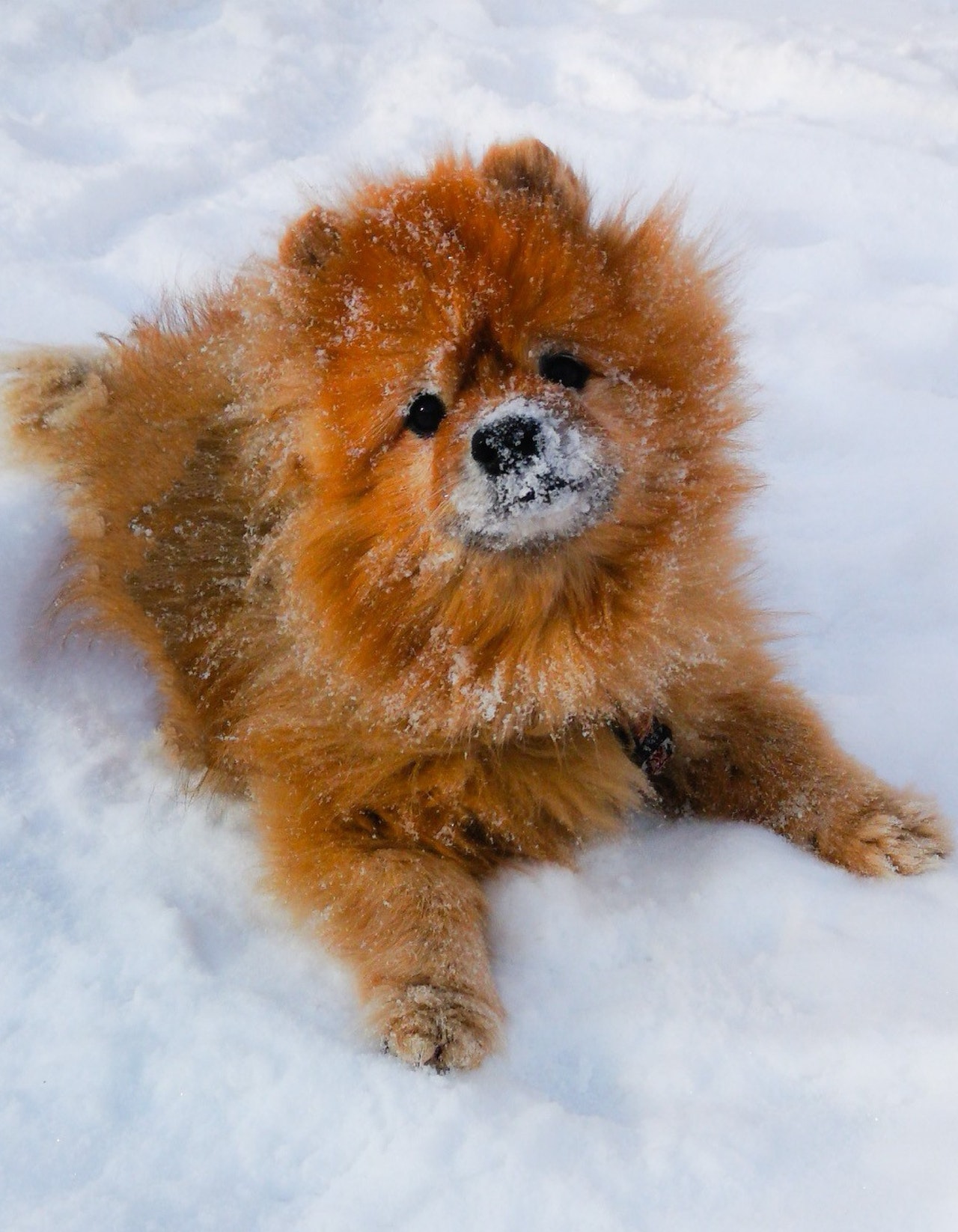 4 tips for your furry friend's itchy skin this winter - Ontario SPCA and Humane  Society