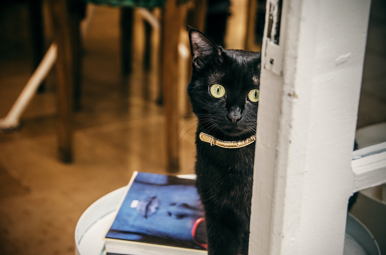 Fitting a cat hot sale collar