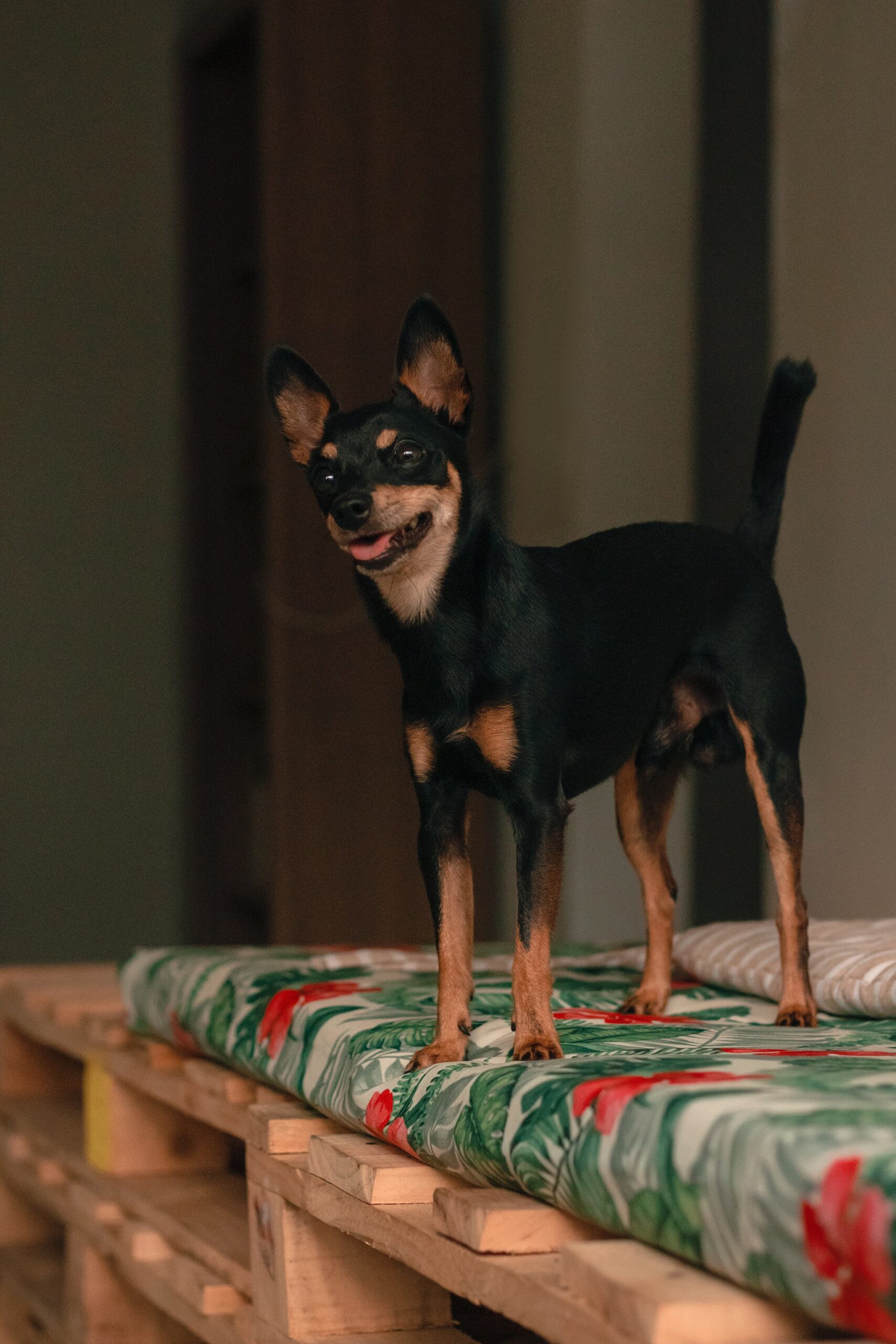 Puppy adjusting best sale to new home