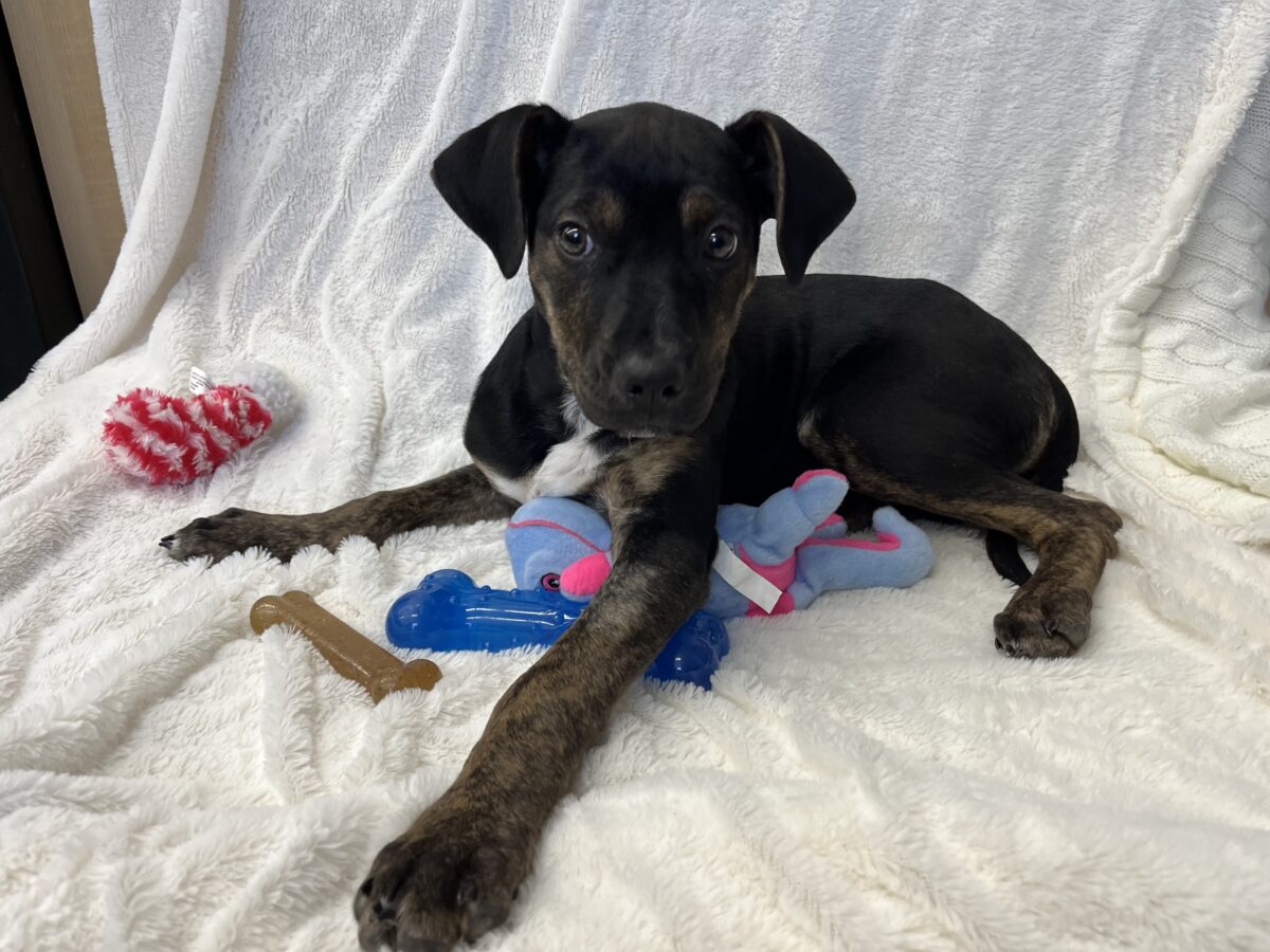 Crate working towards your followed canine