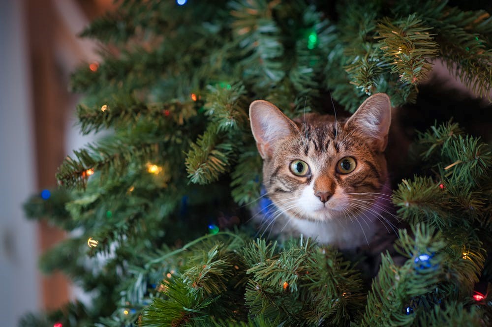 Christmas tree outlet cat protector