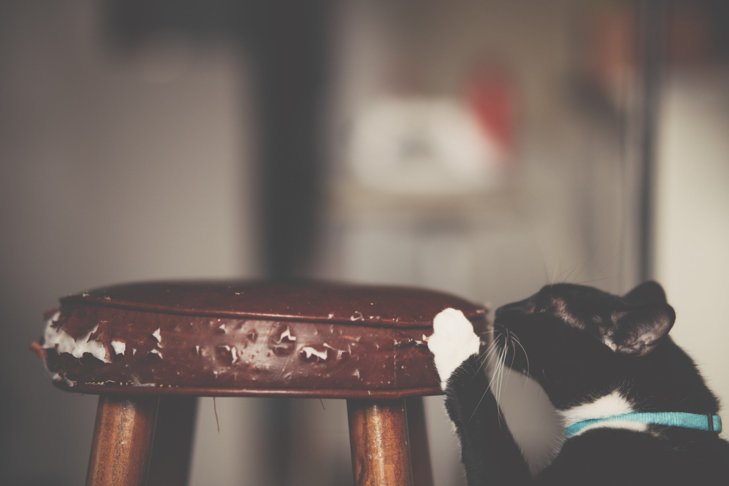 Tips for How to Keep Cats from Scratching Furniture