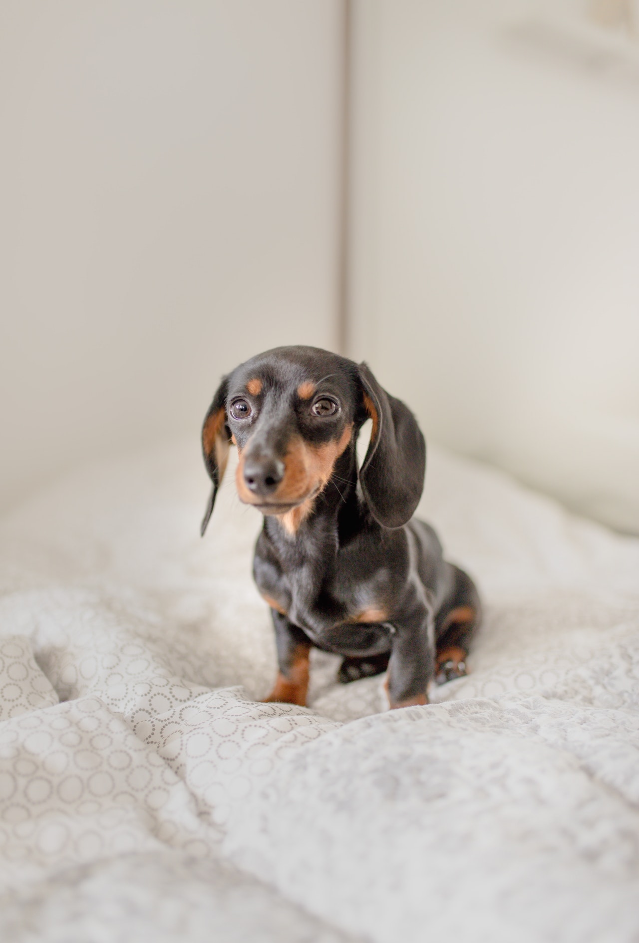 Dog marking hot sale inside house