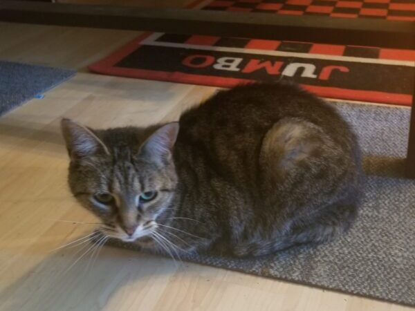 Tippy, urgent animal care fund