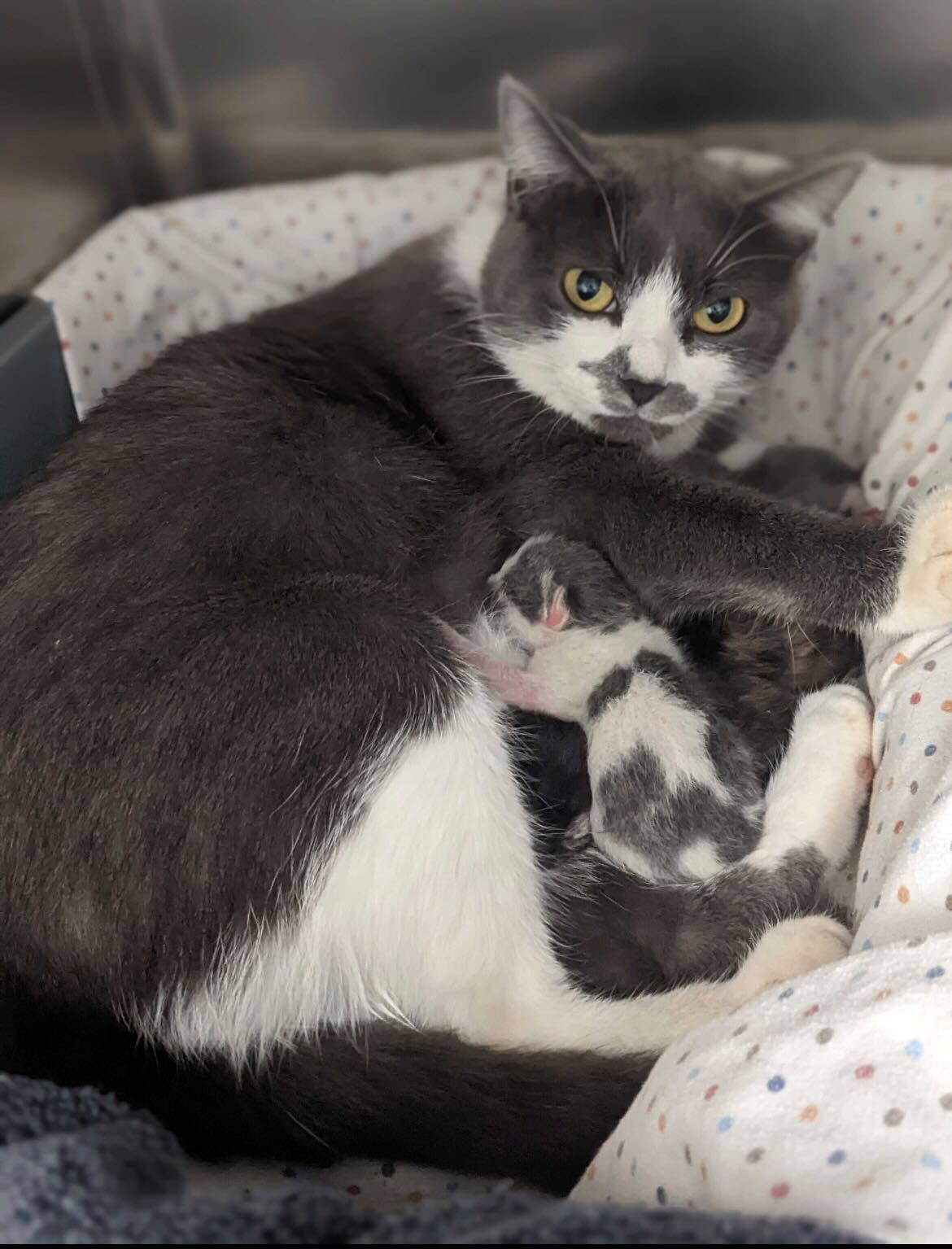 Kittens drinking milk outlet from mom