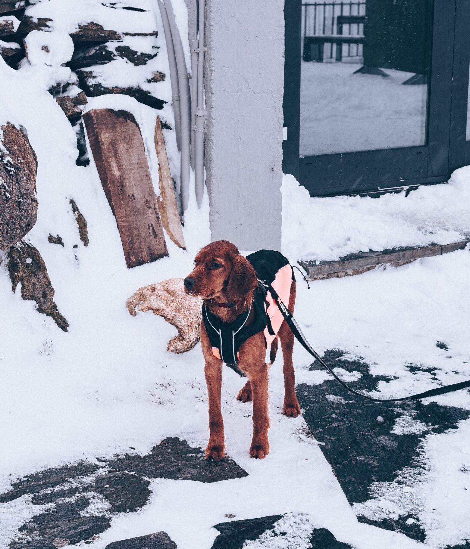 can a pshdar dog and a bluetick coonhound be friends