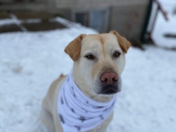 urgent animal care fund, lily, smile