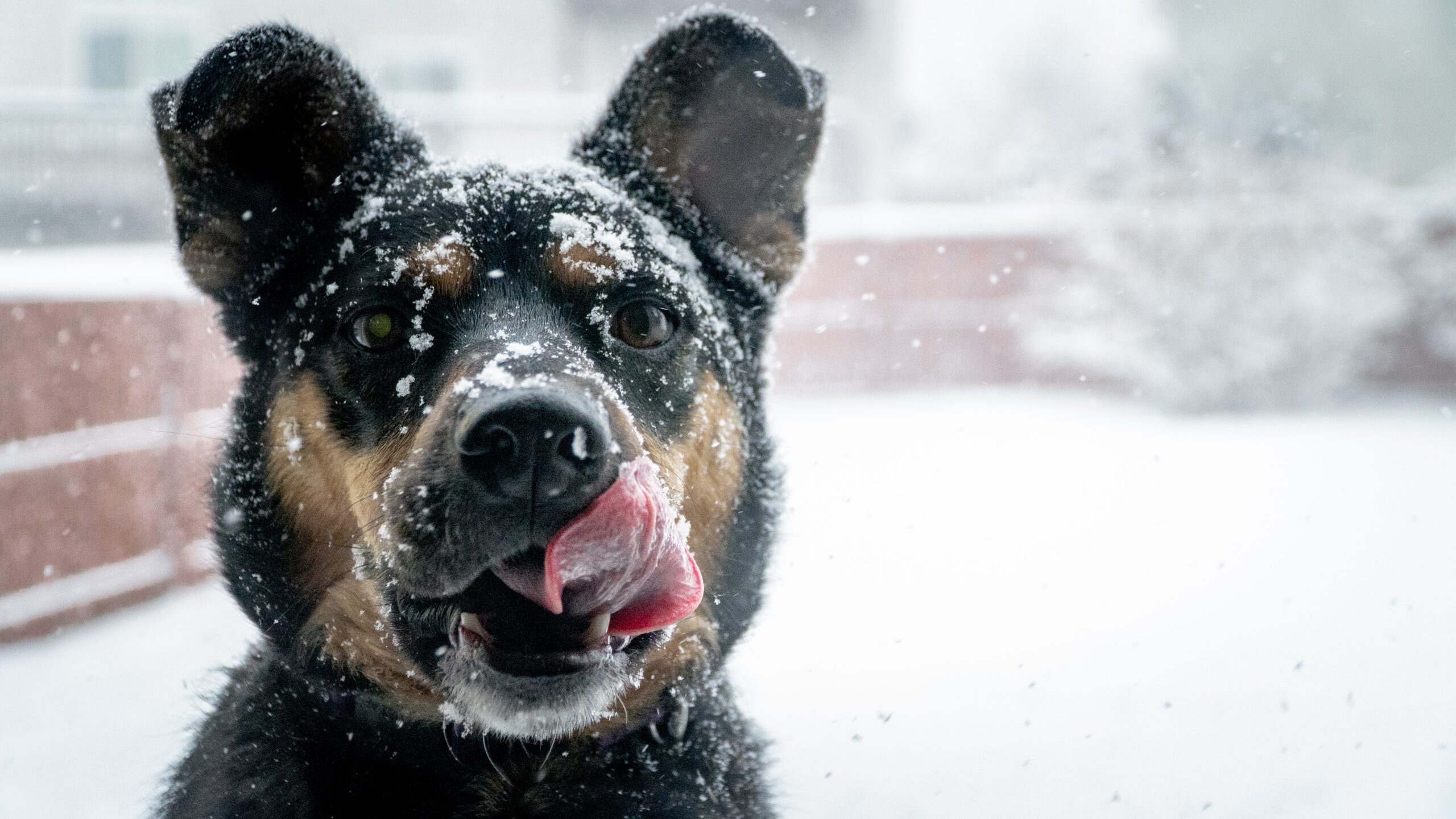 5 common car hazards for your pet this winter - Ontario SPCA and Humane  Society