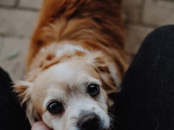 pet insurance, petplan insurance