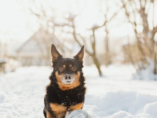 cold weather, royal canin
