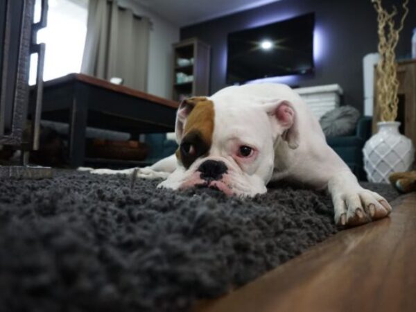 dogs scooting their bums on carpet, dog scooting on carpet,