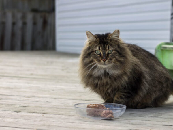 community cat, trap neuter return, trap a cat for TNR