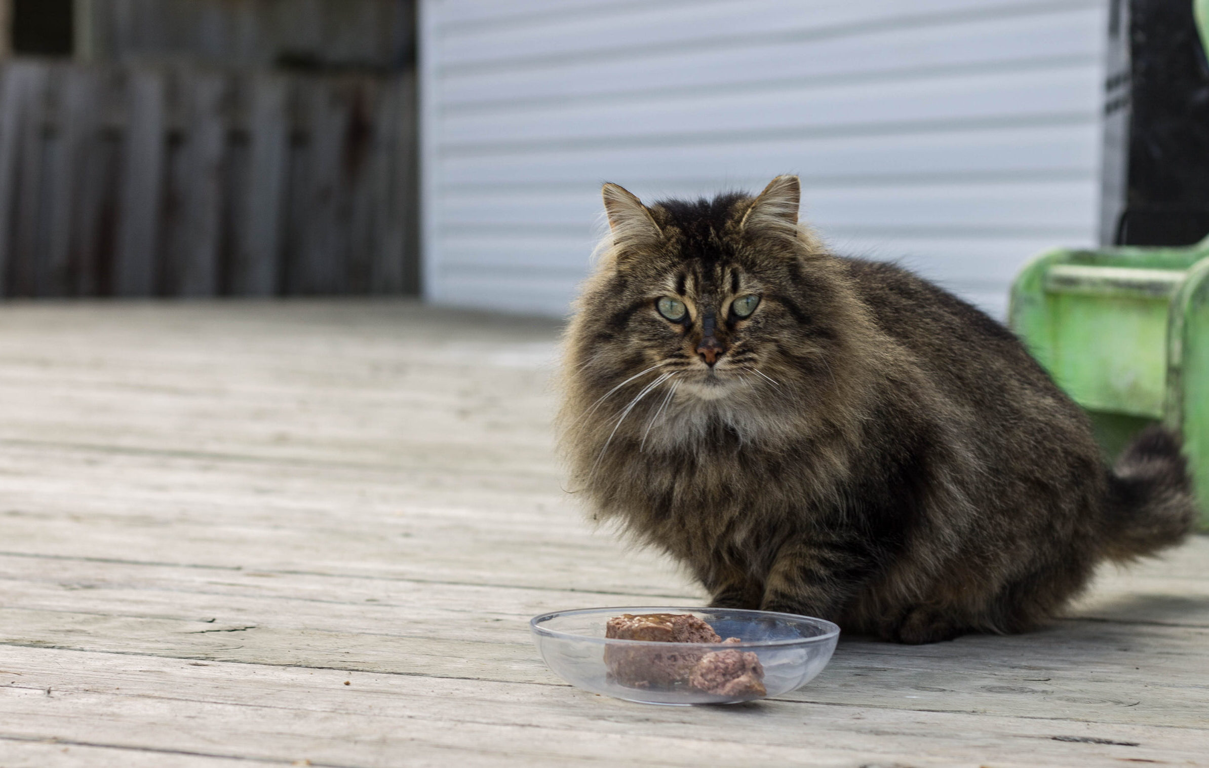 Training in Trap, Neuter & Return of Feral Cats