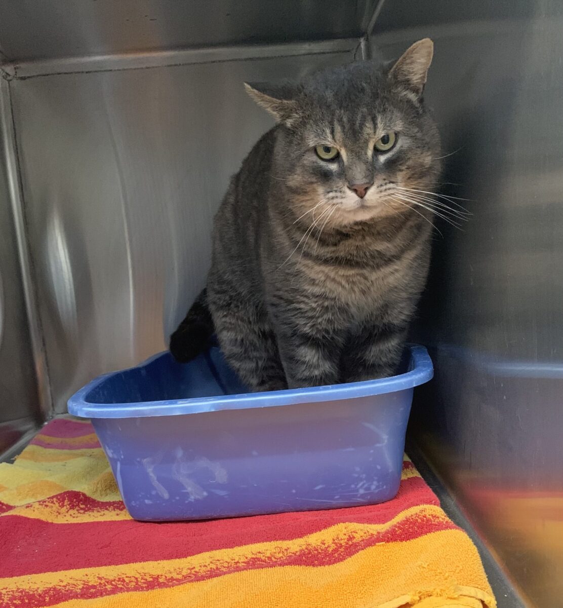 Kitten peeing clearance outside litter box