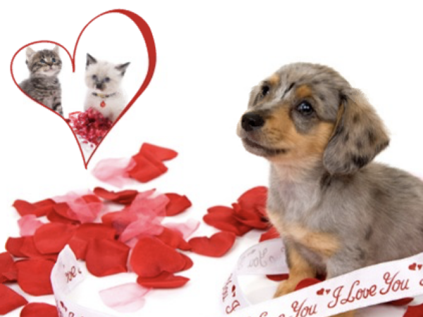 valentine's day, grams, paws and give