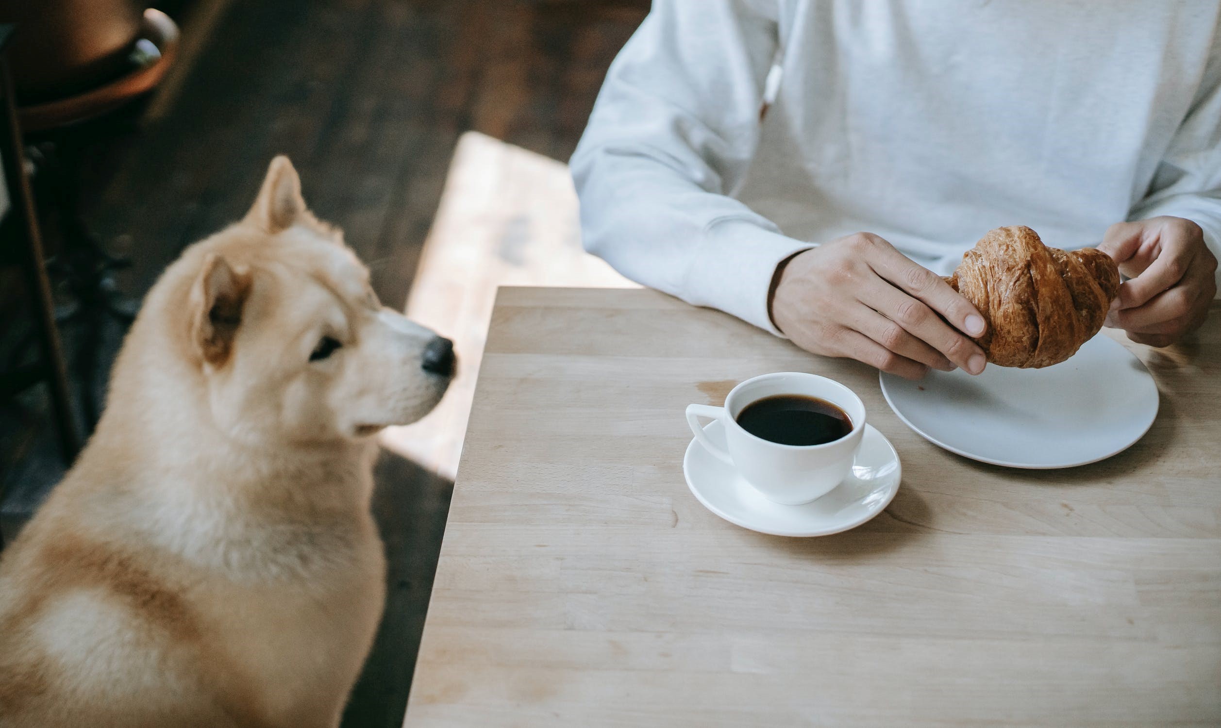 why do dogs want your food