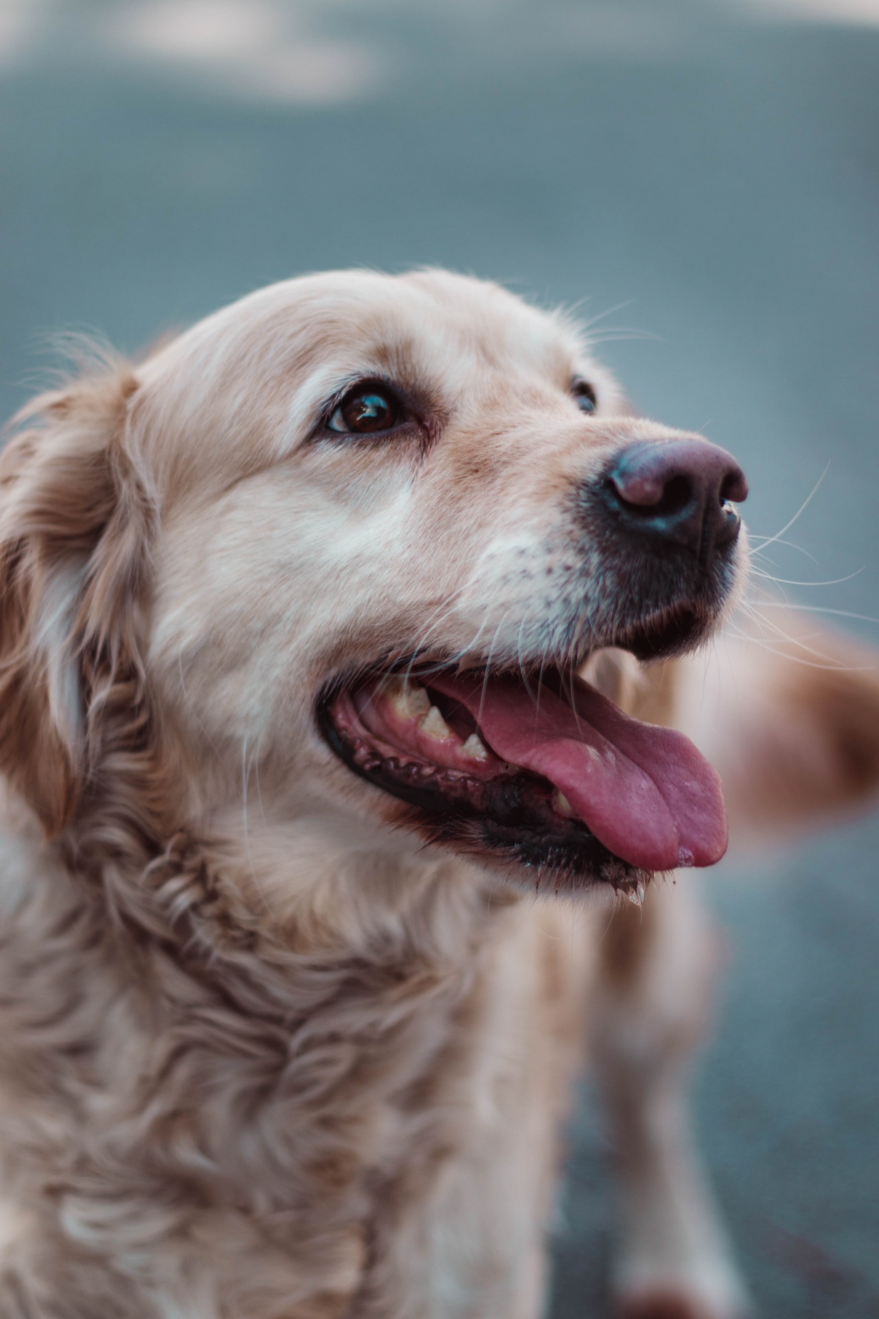 can you spay a dog with heartworms