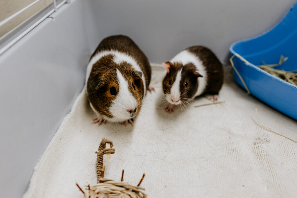 Guinea pigs