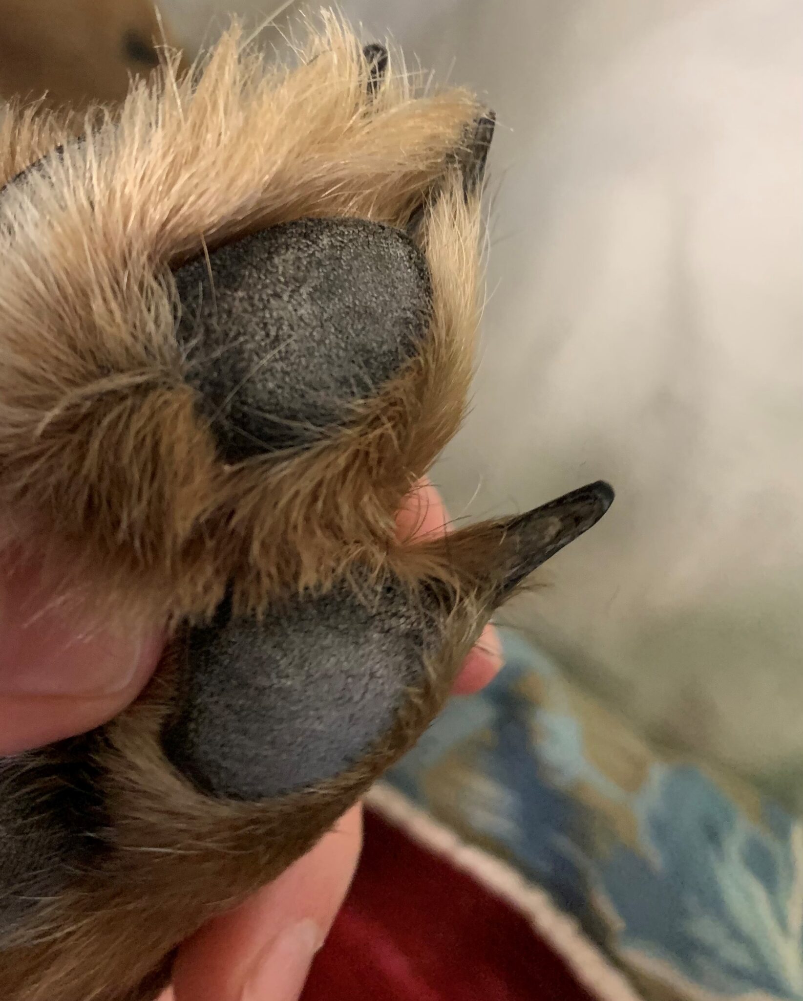 Are Black Nails Normal For Dogs