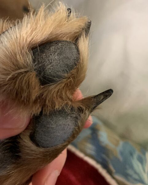 The No Fear Way To Trim Your Dog's Nails - VetBabble