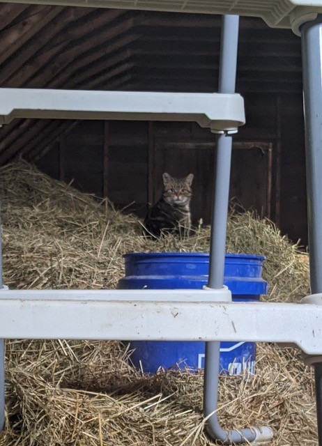 working cat, working cats