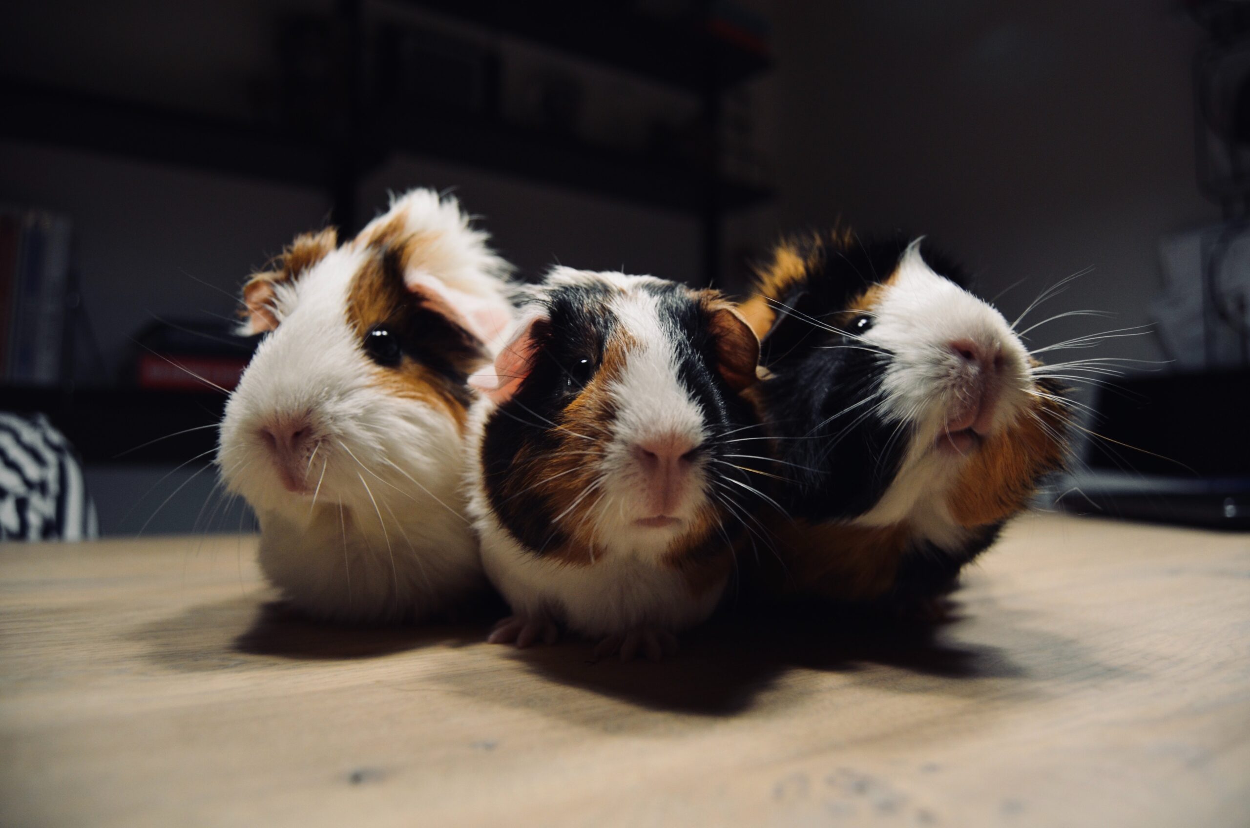 Guinea store pig social