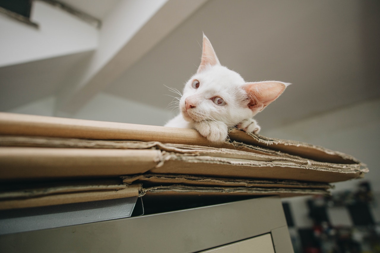 How To Get Your Cat Into a Carrier With Tips From a Pro