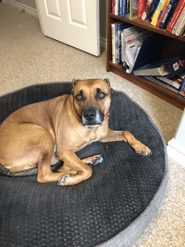 How to stay productive while working with a dog at home Ontario SPCA