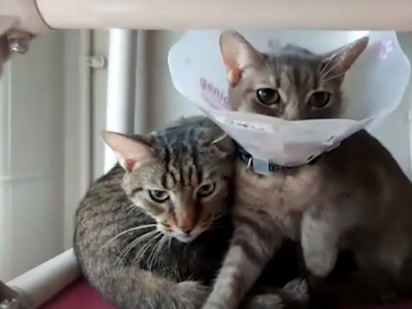 130 cats rehoming project