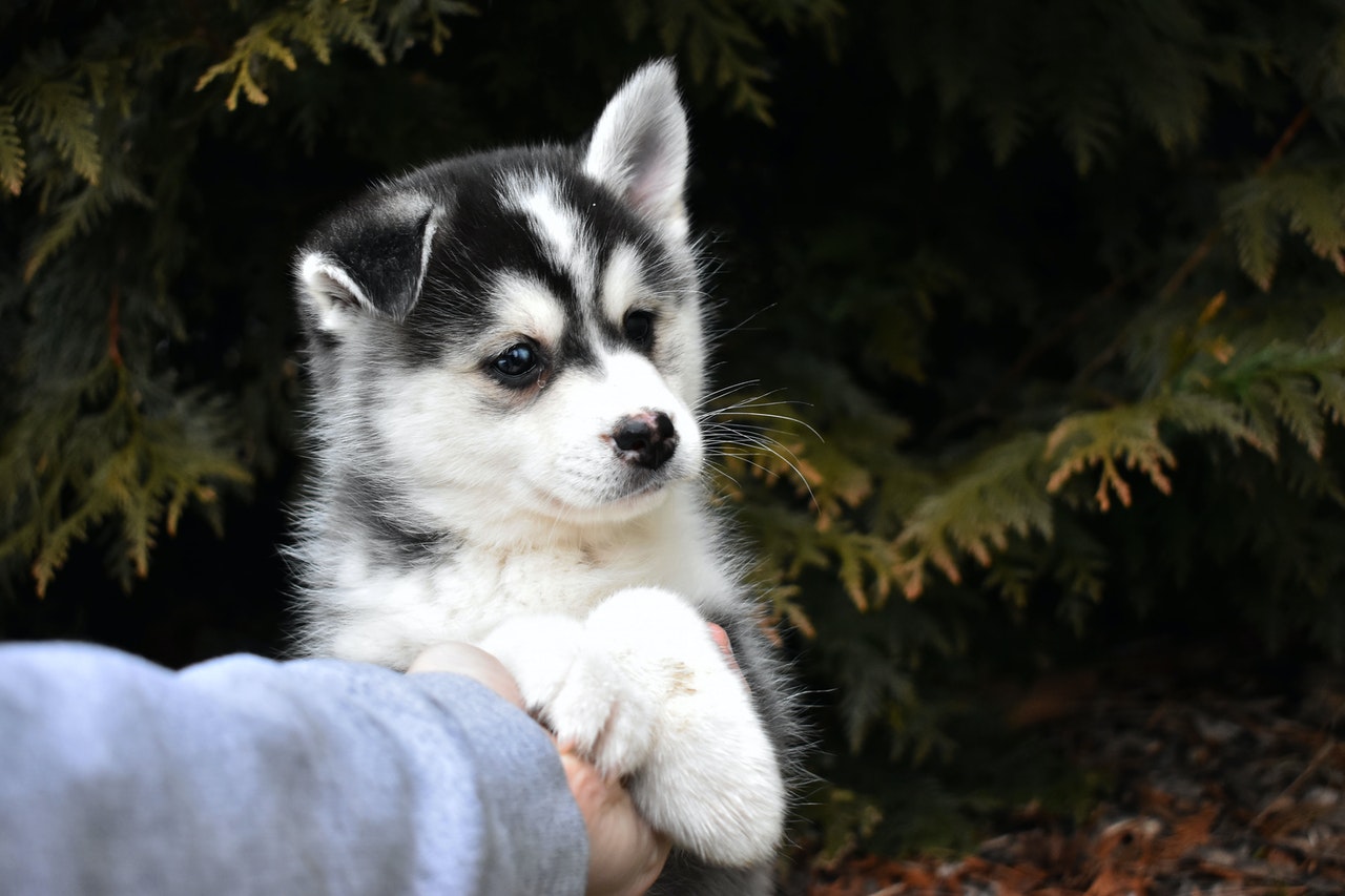 puppy-vaccination-schedule-ontario-lawerence-byrne