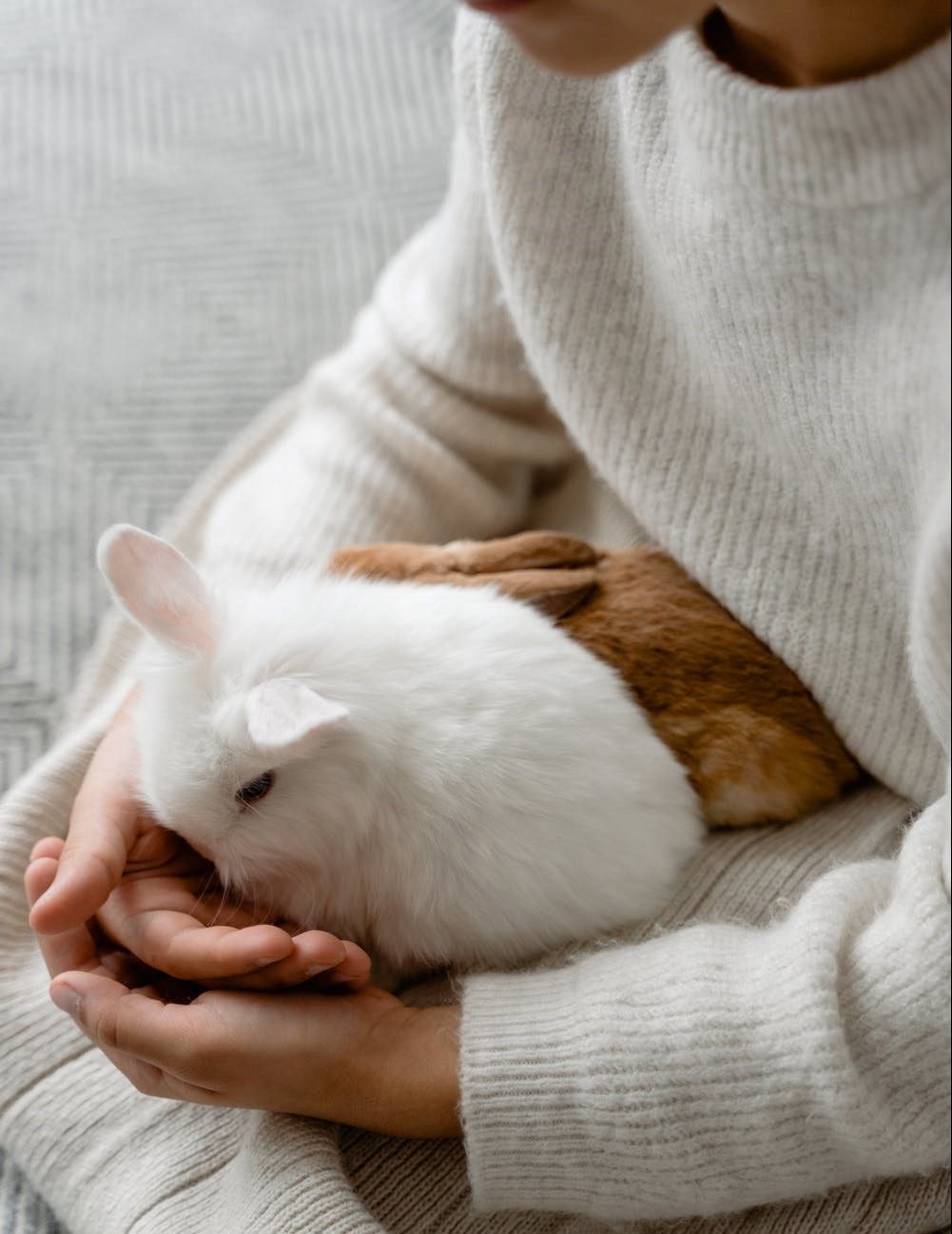 How much company does my rabbit need? - Ontario SPCA and Humane Society