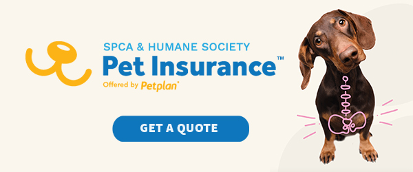 Petplan insurance banner ad