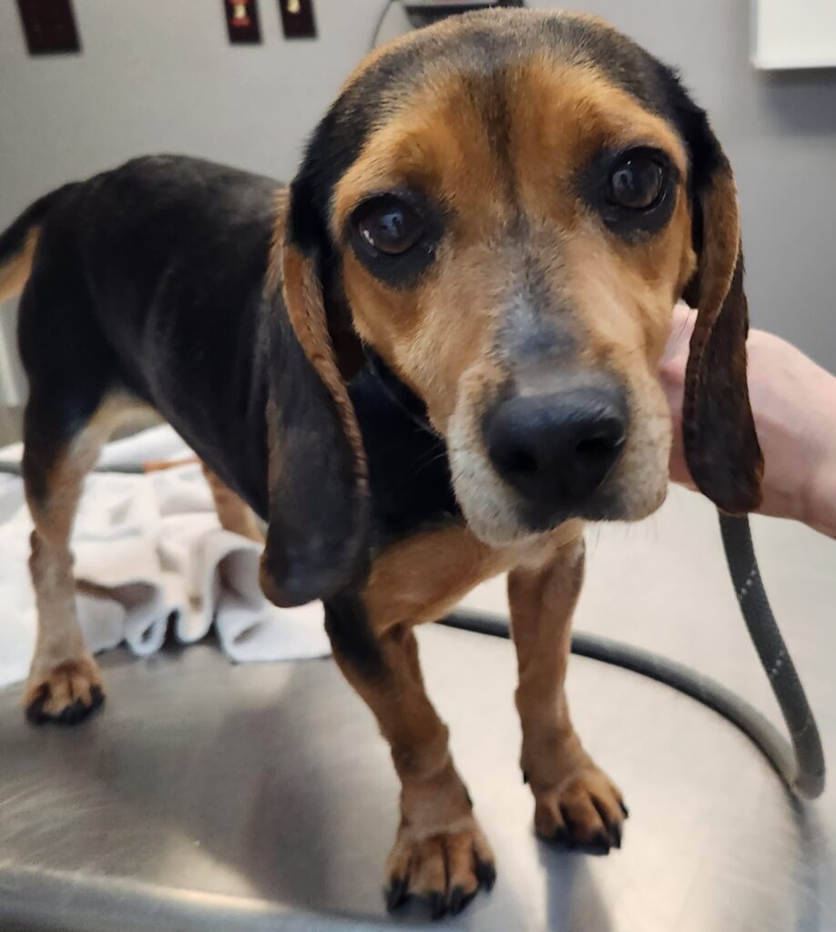 Close-up of Beagle on veterinary table