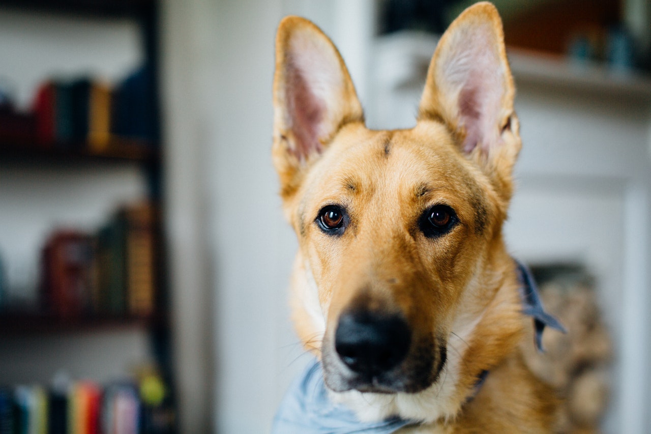 do dogs like being pet behind the ears